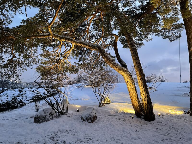 Vinter — belyst tall i snölandskap