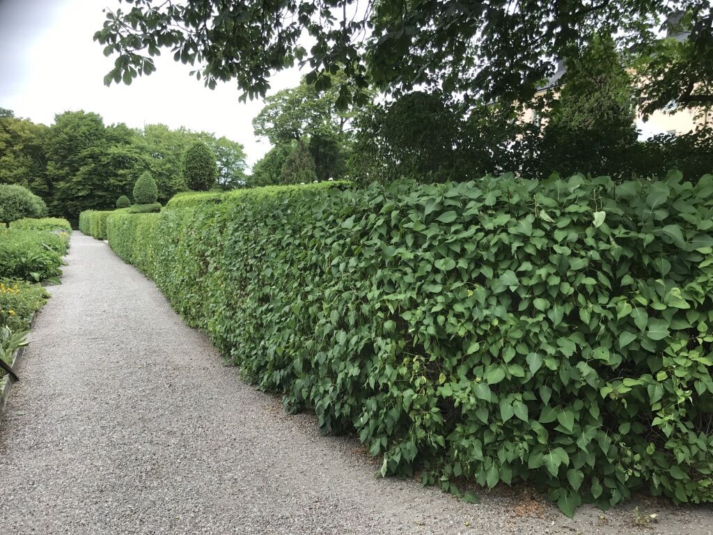 Livsrum Trädgård AB — skötsel